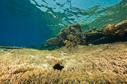 海洋；珊瑚和魚