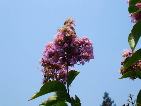 薰衣草花