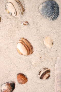 海貝殼