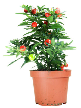 盆栽Solanum Capsicastrum