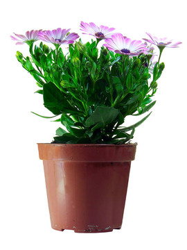 雛菊