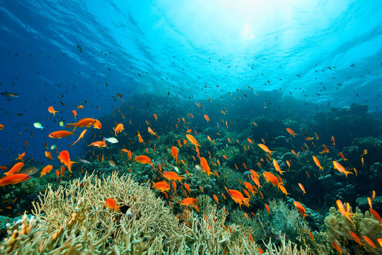海洋；珊瑚和魚
