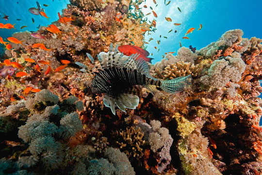 海洋；珊瑚和魚