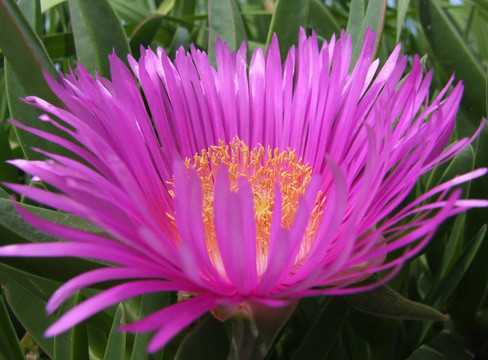 粉紅色的花