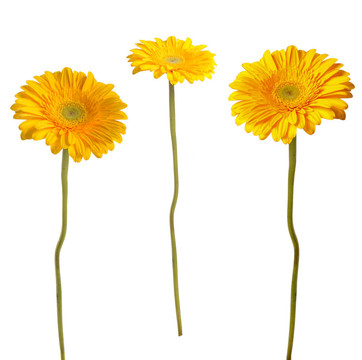 黃太陽菊