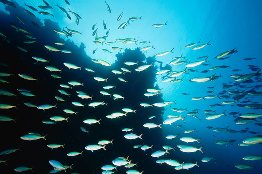 海洋；珊瑚和魚