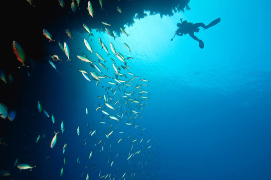 海洋；珊瑚和魚