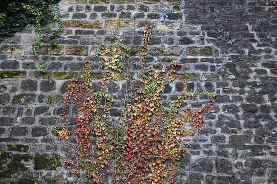 一個扭曲的草設(shè)防特寫