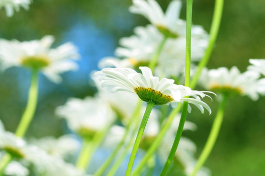 甘菊在天空
