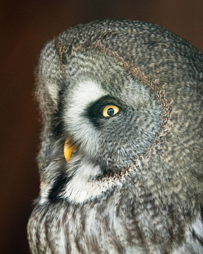 大灰貓頭鷹（lat. Strix nebulosa）