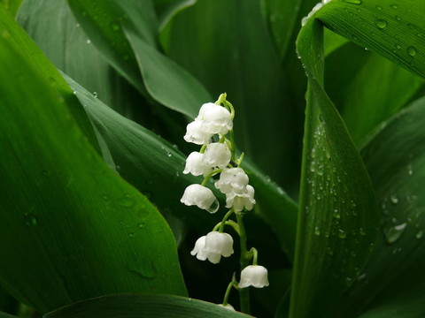 山谷的百合花