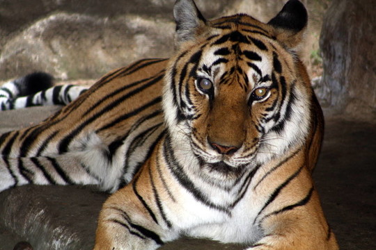 虎（Panthera tigris）ti-2431