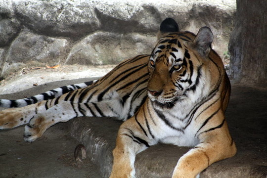 虎（Panthera tigris）ti-2433