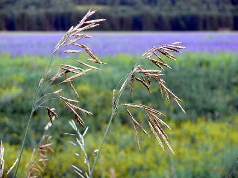 場背景中的兩只耳朵