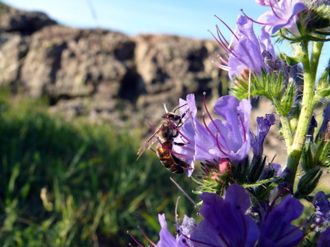 蜜蜂（Apis mellifera）一朵花（Echium大麥）