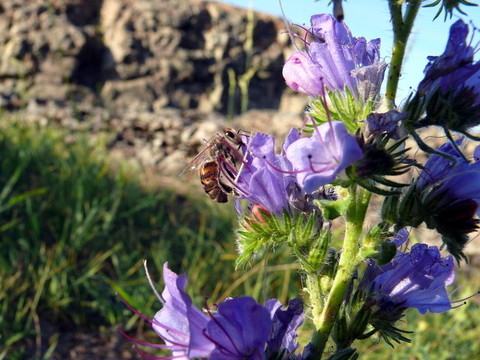 蜜蜂（Apis mellifera）一朵花（Echium大麥）