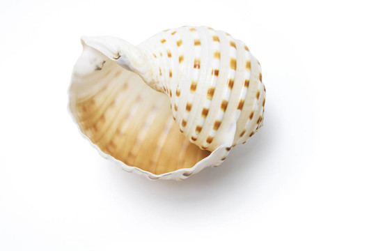 海螺殼
