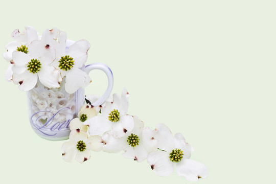 山茱萸花
