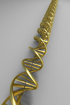 金色的DNA