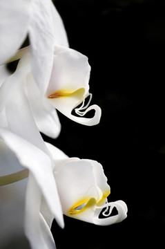 蘭花簡介