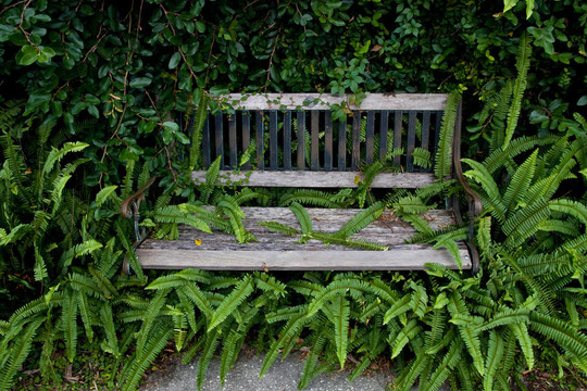 雜草叢生的公園長椅