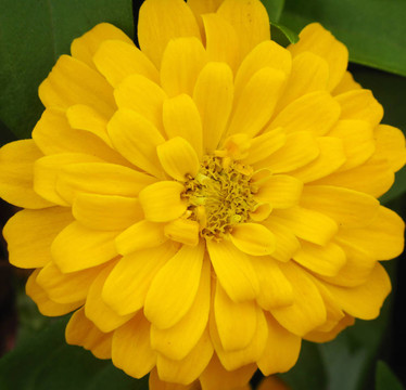 金盞花