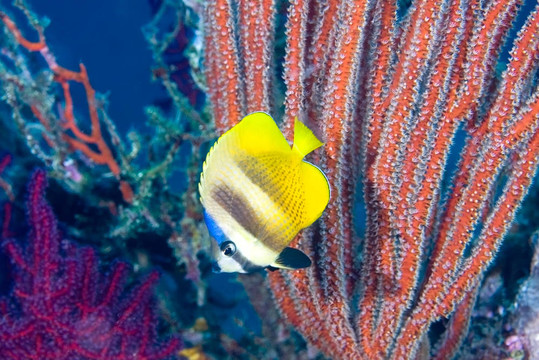 蝴蝶魚(yú)