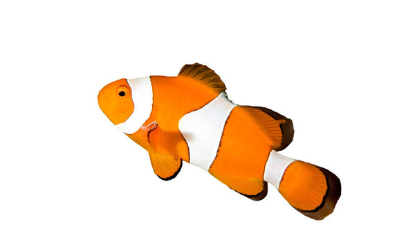 小丑魚