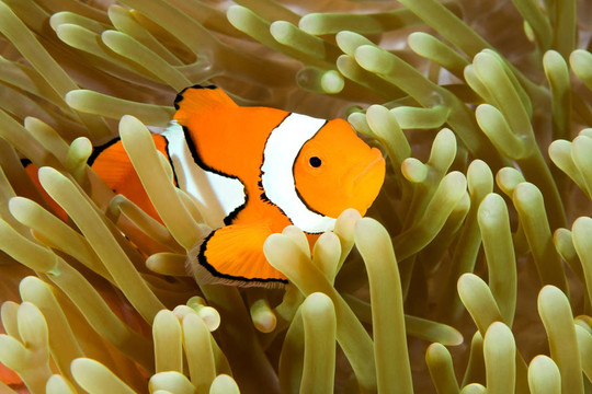 小丑魚