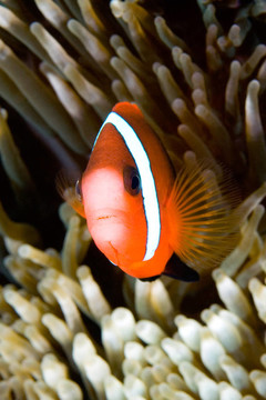 黑背小丑魚(yú)
