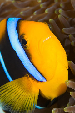 橙鰭小丑魚