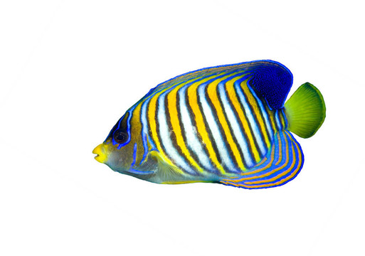帝王神仙魚