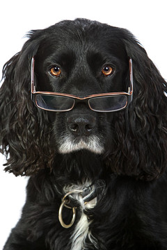 智能眼鏡看可卡犬