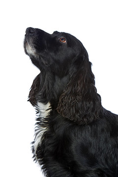 英國可卡犬