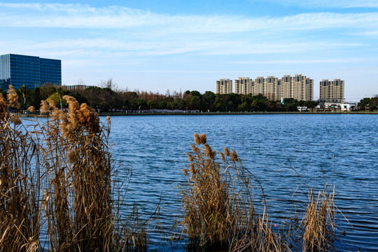 冬季日湖公園 湖泊 寧波日湖