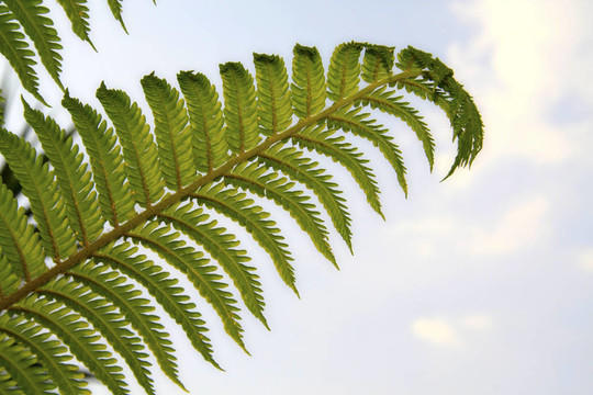 天空中的Fern