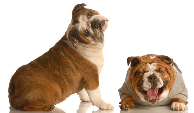 斗牛犬欺