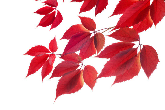 秋天的紅葉