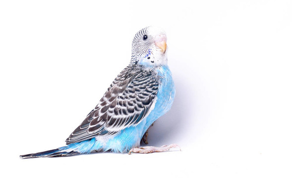 鳥