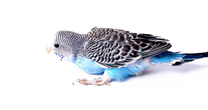鳥