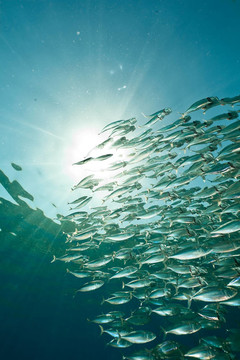 條紋的魚(yú)