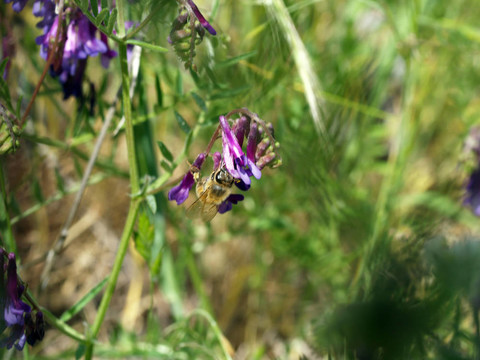 蜜蜂倒掛在紫色的花戶外