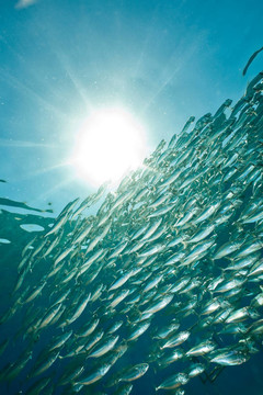 條紋的魚