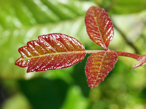 三紅的葉子和綠色的背景圖片