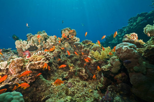 珊瑚和魚