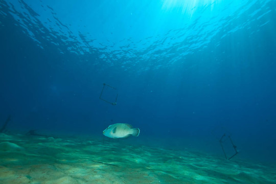 海洋和napoleon wrasse