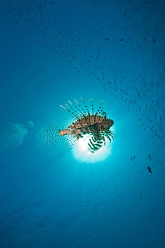 海洋；獅子魚和太陽(yáng)