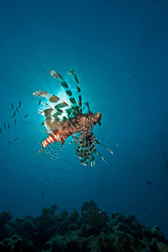 海洋；獅子魚和太陽