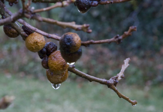 春天的雨