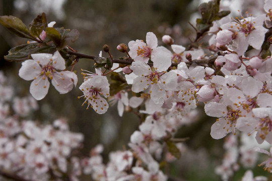春暖花開(kāi)
